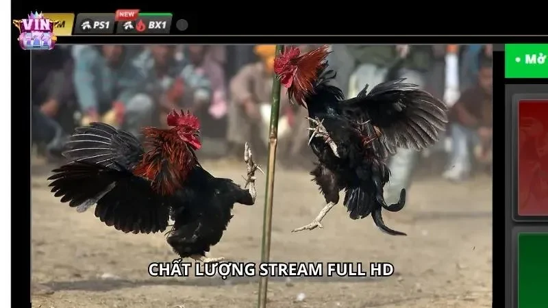 Chất lượng livestream Full HD của nhà cái là một điểm cộng lớn trong lòng cược thủ