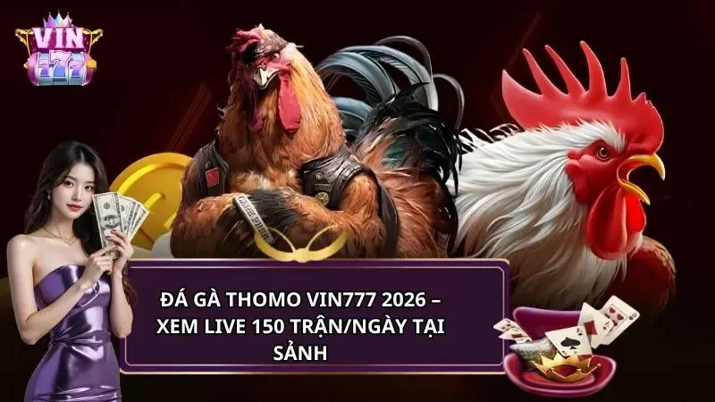 Đá gà thomo Vin777